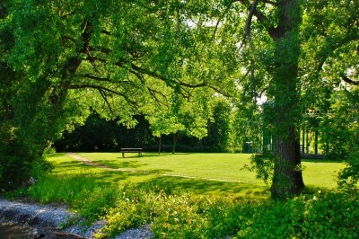 green grass and trees and picnic bench