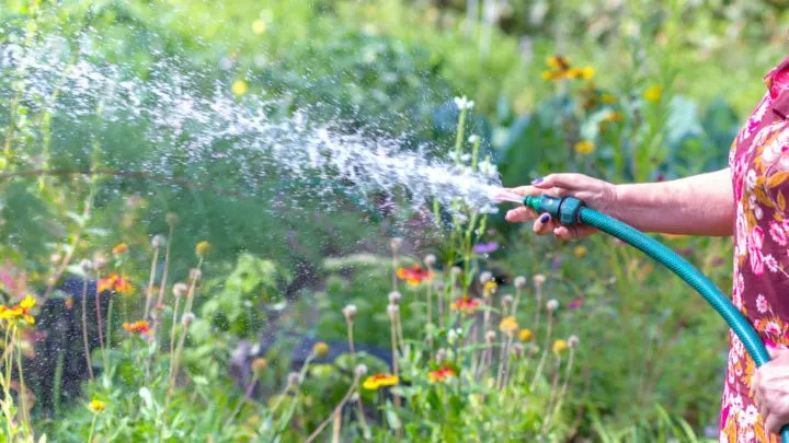 Image of person watering flower garden with hose